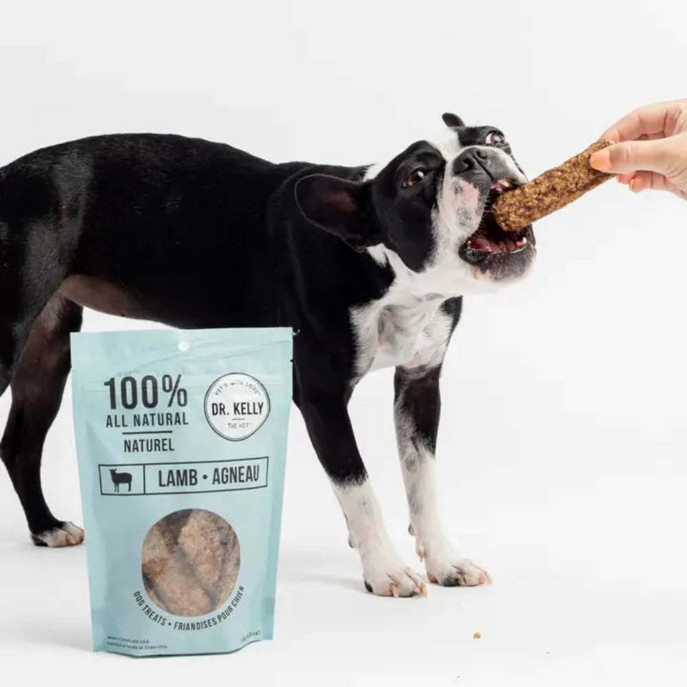 A cute Boston Terrier dog excitedly eating a delicious lamb treat from Dr. Kelly.