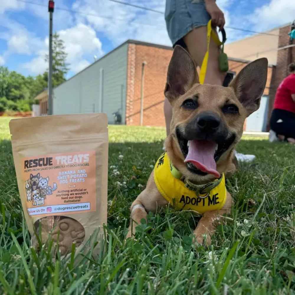 A cute dog wearing an "Adopt Me" bandana, enjoying a Rescue Treat in a grassy park.