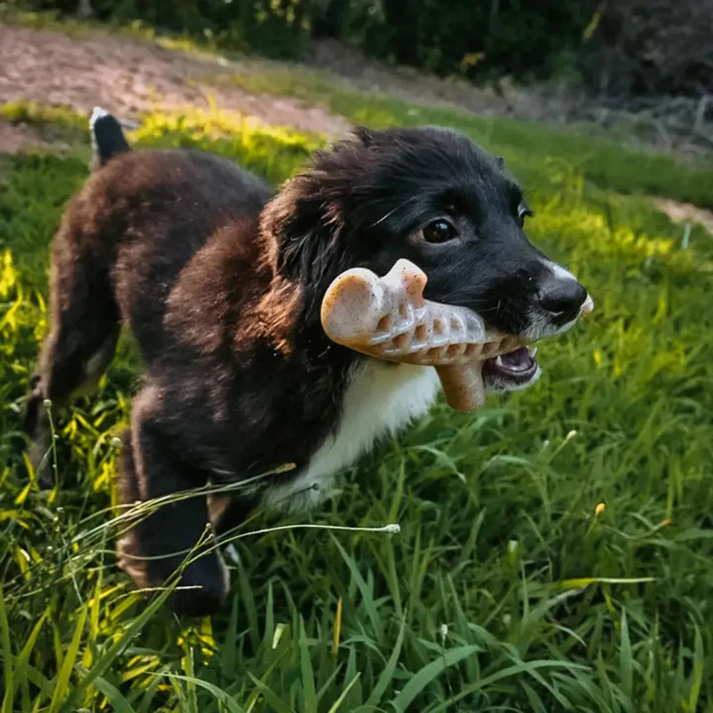 A black and white puppy happily running through the grass with a bone-shaped chew toy in its mouth.