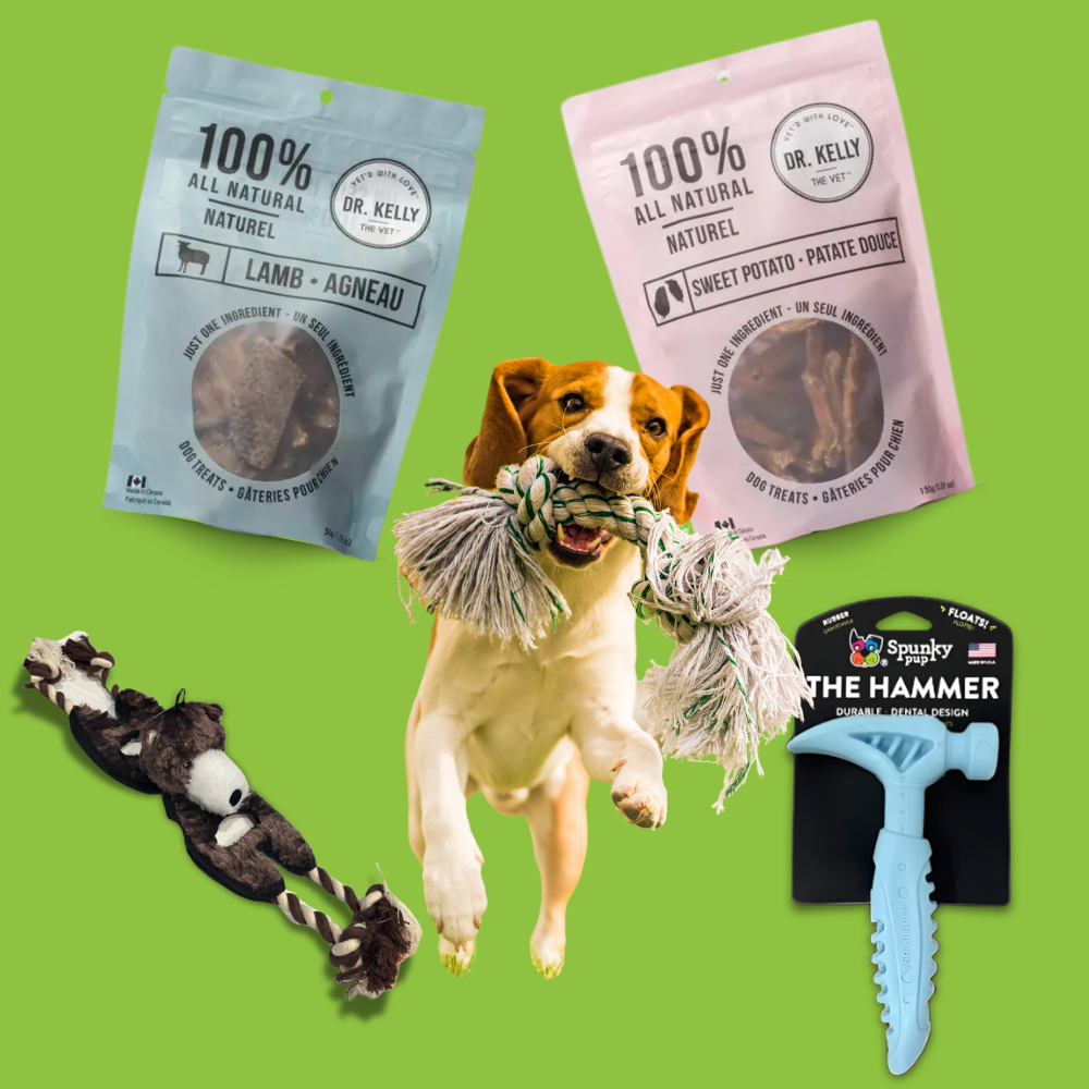 A beagle dog playing with a rope toy, surrounded by Dr. Kelly's all-natural dog treats and festive holiday toys, including a tug toy and tpugh chew toy.
